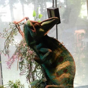 Pascal