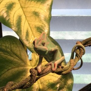 George my Veiled Chameleon