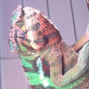 The Lizard Life