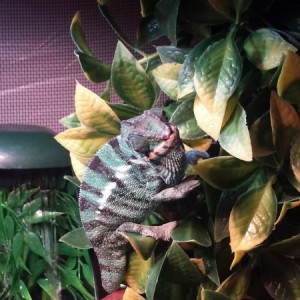 Updated Rango. Welcome Mr.Freeze.