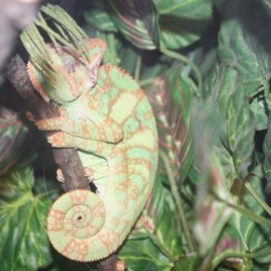 How old is my veiled chameleon