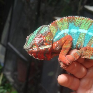 BLUESPOT CHAMELEONS