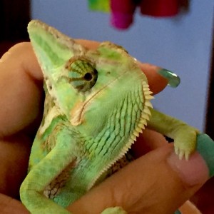 Pascal