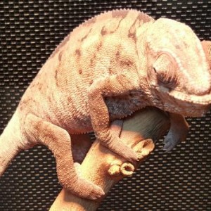 sexing my panther chameleon