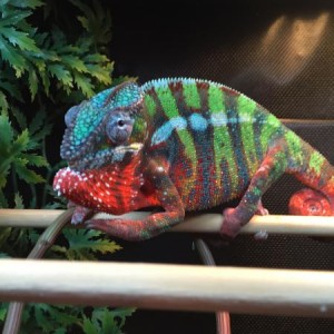 Chameleons for sale