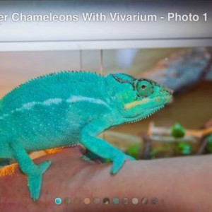 My Panther chameleon