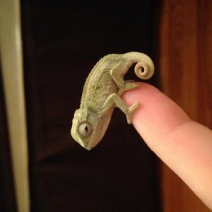 Nugget the Rudis Chameleon