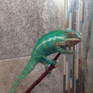 New enclosure