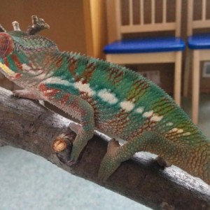 Leroy