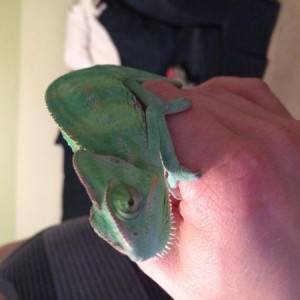 This is my chameleon, Uma Thurmeleon :)