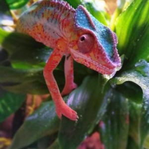 My Blue Bar Ambilobe Panther Chameleon and my DIY Enclosure