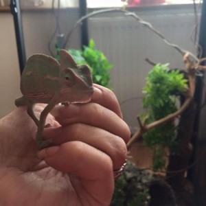 Bud the Veiled Cham