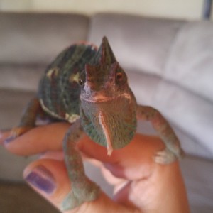 Rambo growing up