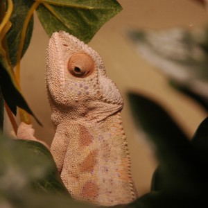 Member Album by Roy