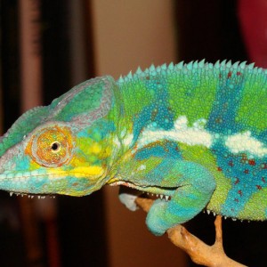 Member Album by chuck