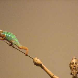 Member Album by CleanLineChameleons