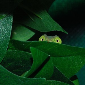 Member Album by Lost Lake Chameleons