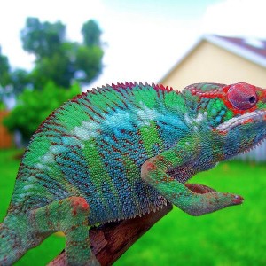 Member Album by Chameleons By Design