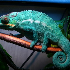 Member Album by chameleonshouse