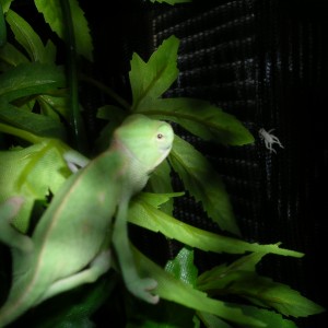 Member Album by Tropheus