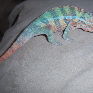 Member Album by CamoChameleons
