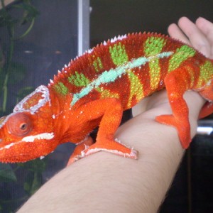 Member Album by Chameleon Nation