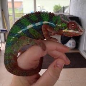 Member Album by absolutbill