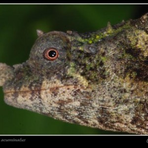 Member Album by Kurt Bleys