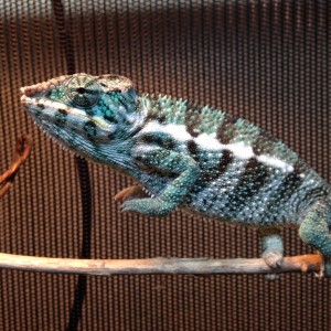 Member Album by CNorton