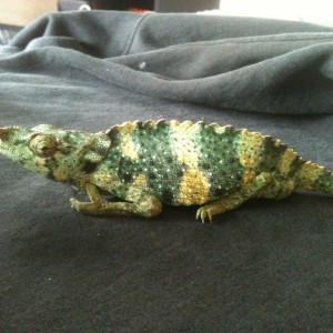 Member Album by bluewuta