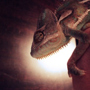 Member Album by gatorgoodloe
