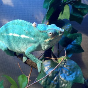 Member Album by Sr5Reef