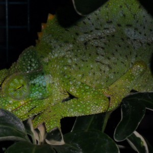 Member Album by jaxy