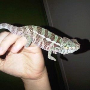 Member Album by sqwkr