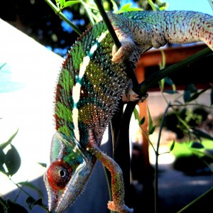 Member Album by RoBeRt542