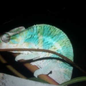 Member Album by Dawniegirl