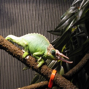 Member Album by CarmaChameleon