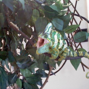 Member Album by houseofchameleons