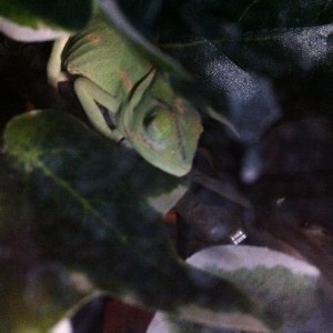 Member Album by jasimmons86