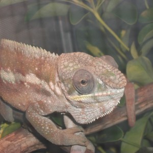 Member Album by ziggy222