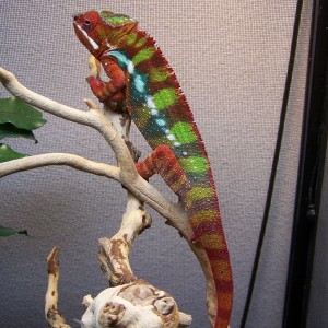 Member Album by RAFASTAR23