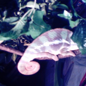 Member Album by lvbg1435