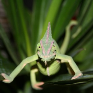 Member Album by ChameleonNerd