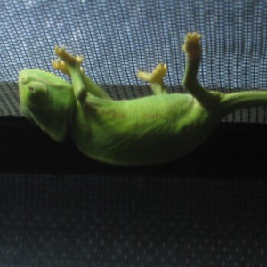 Member Album by raainn