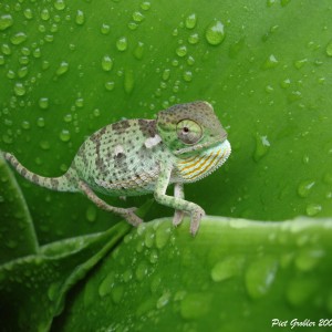 Member Album by Piet Grobler
