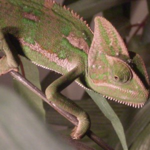 Member Album by bianselong