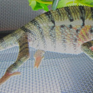 Member Album by ShortStack