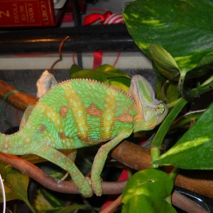 Member Album by italian chameleon