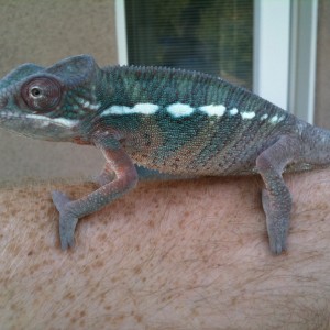 Member Album by Rosco