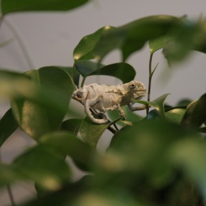 Member Album by blueazul